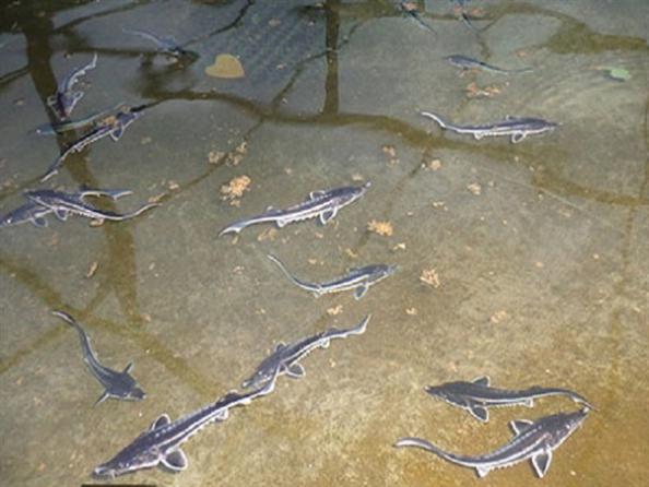پخش انواع خاویار ماهی پرورشی